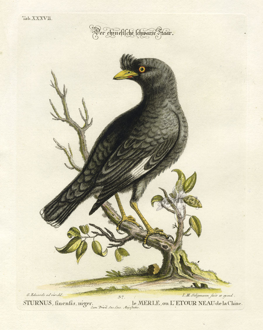 Edwards Seligmann Bird Print Black Chinese Starling