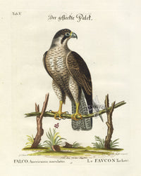 Edwards Seligmann Bird Print Spotted Hawk