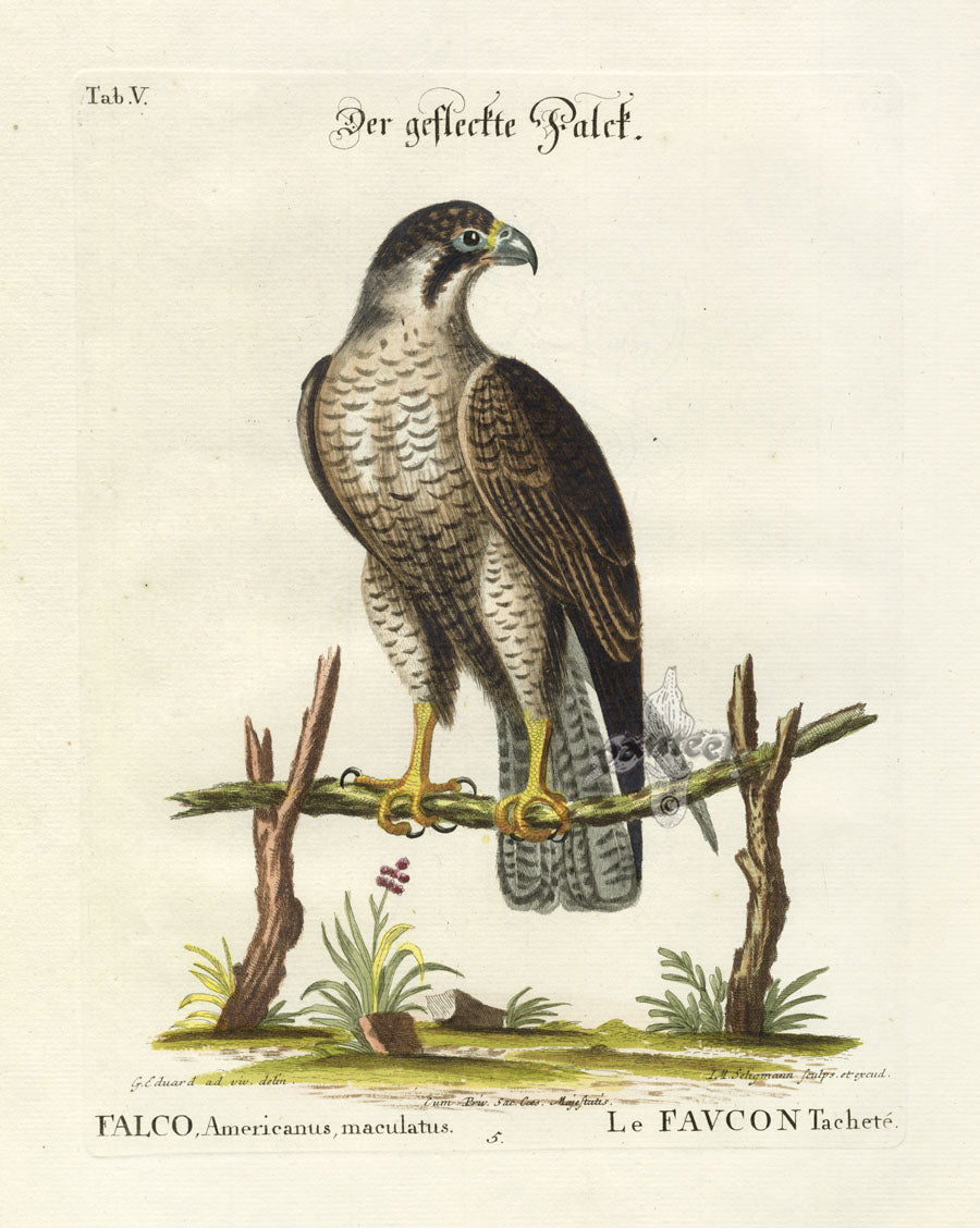 Edwards Seligmann Bird Print Spotted Hawk