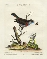 Edwards Seligmann Bird Print Bluethroat