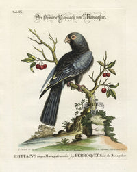 Edwards Seligmann Bird Print Black Parrot