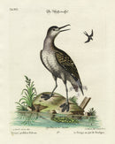 Edwards Seligmann Bird Print Coot-footed Tringa