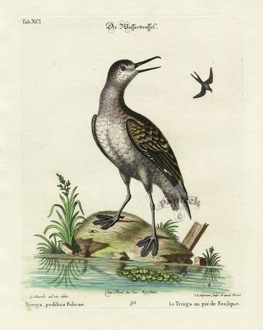 Edwards Seligmann Bird Print Coot-footed Tringa