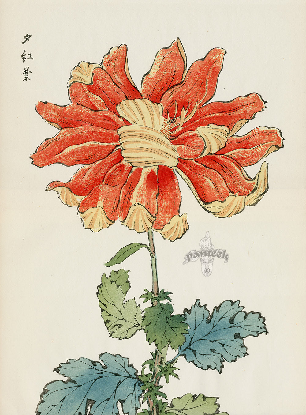 Keika Hasegawa Folio Orange Yellow Heart Chrysanthemum Woodblock DOUBLE SIZE