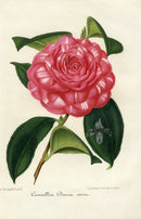 Verschaffelt 1854 Original Camellia Print Camellia Diana Nova