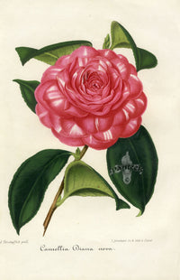 Verschaffelt 1854 Original Camellia Print Camellia Diana Nova
