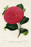 Verschaffelt 1854 Original Camellia Print Camellia il Desinganno