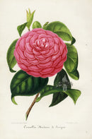 Verschaffelt 1854 Original Camellia Print Camellia Madame de Sevigne