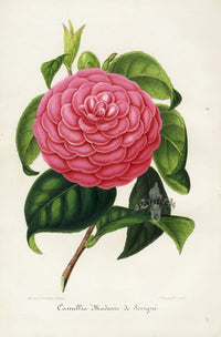 Verschaffelt 1854 Original Camellia Print Camellia Madame de Sevigne