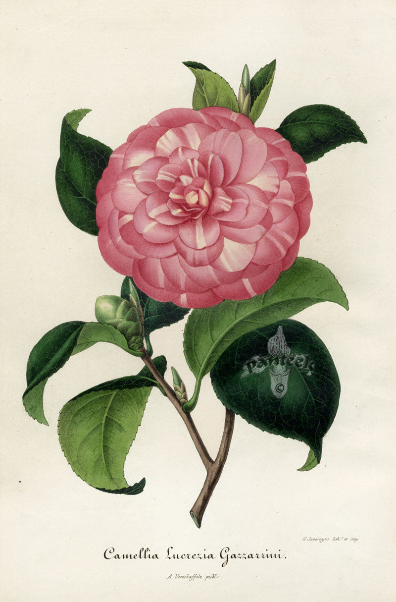Verschaffelt 1854 Original Camellia Print Camellia Lucrezia Gazzarrini