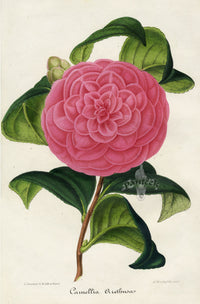 Verschaffelt 1854 Original Camellia Print Camellia Arethusa