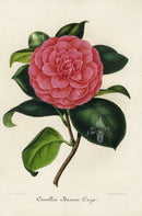 Verschaffelt 1854 Original Camellia Print Camellia Barone Caza