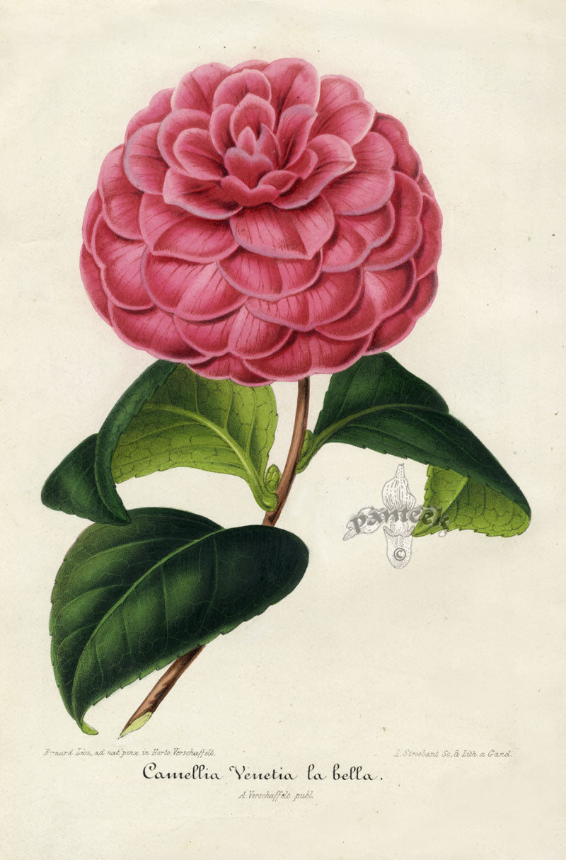 Verschaffelt 1854 Original Camellia Print Camellia Venetia la Bella