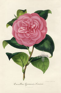 Verschaffelt 1854 Original Camellia Print Camellia Giovanni Nencini
