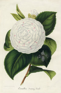 Verschaffelt 1854 Original Camellia Print Camellia Jenny Lind