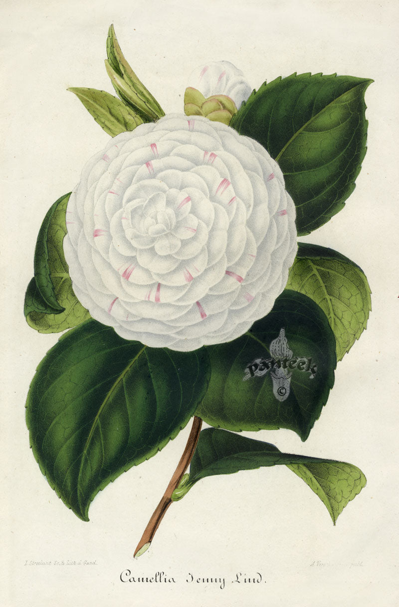 Verschaffelt 1854 Original Camellia Print Camellia Jenny Lind