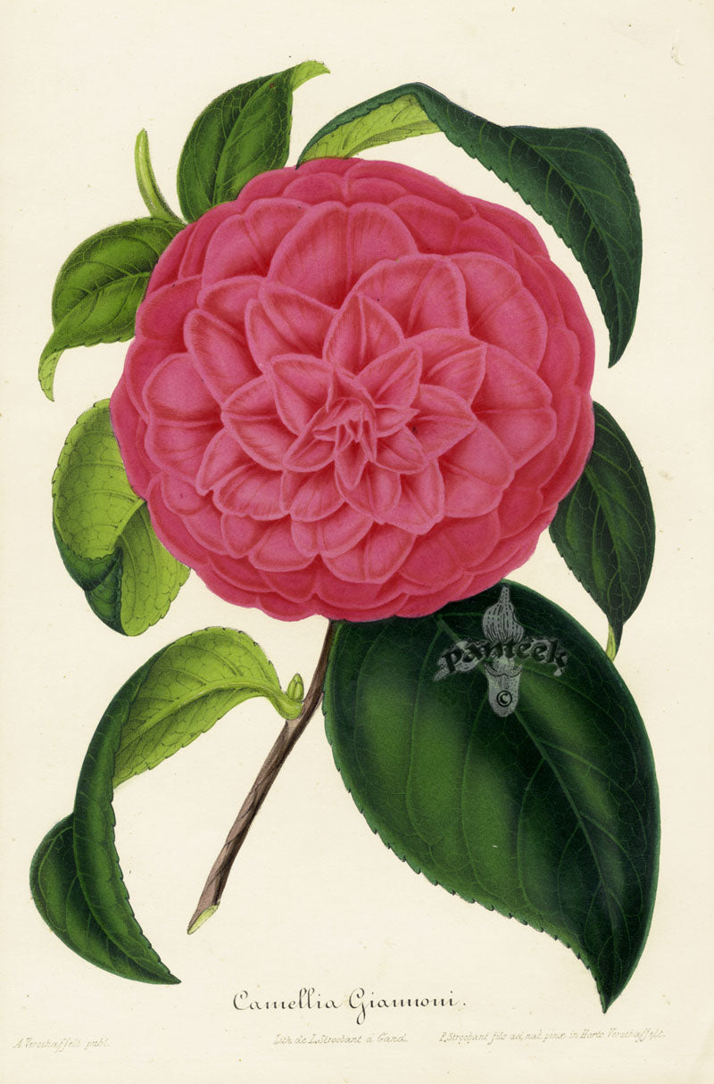 Verschaffelt 1854 Original Camellia Print Camellia Giannoni