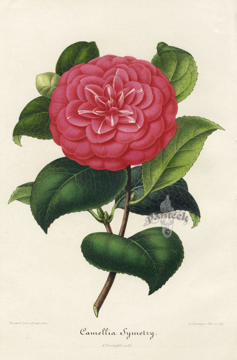 Verschaffelt 1854 Original Camellia Print Camellia Symetry