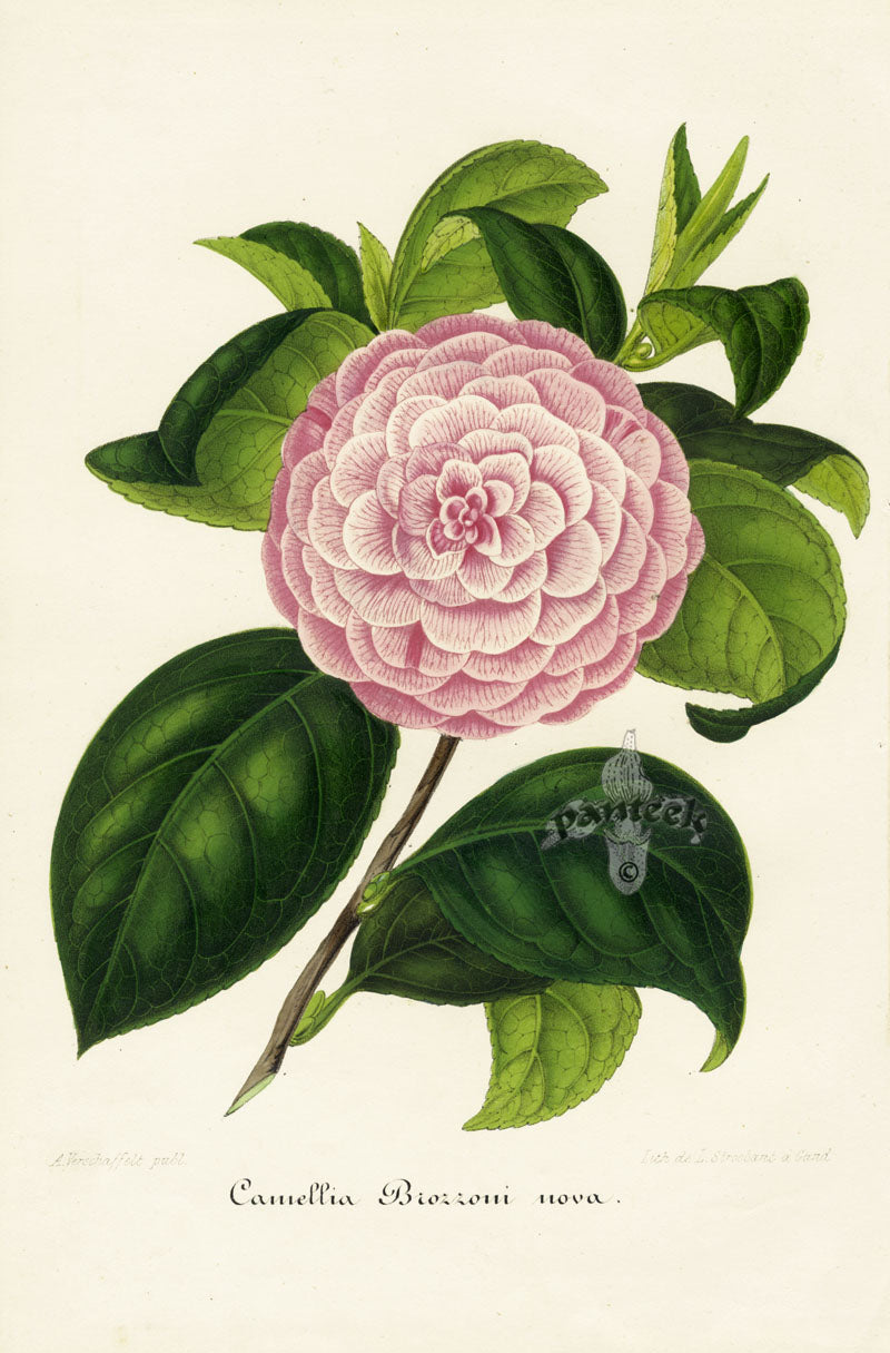 Verschaffelt 1854 Original Camellia Print Camellia Brozzoni