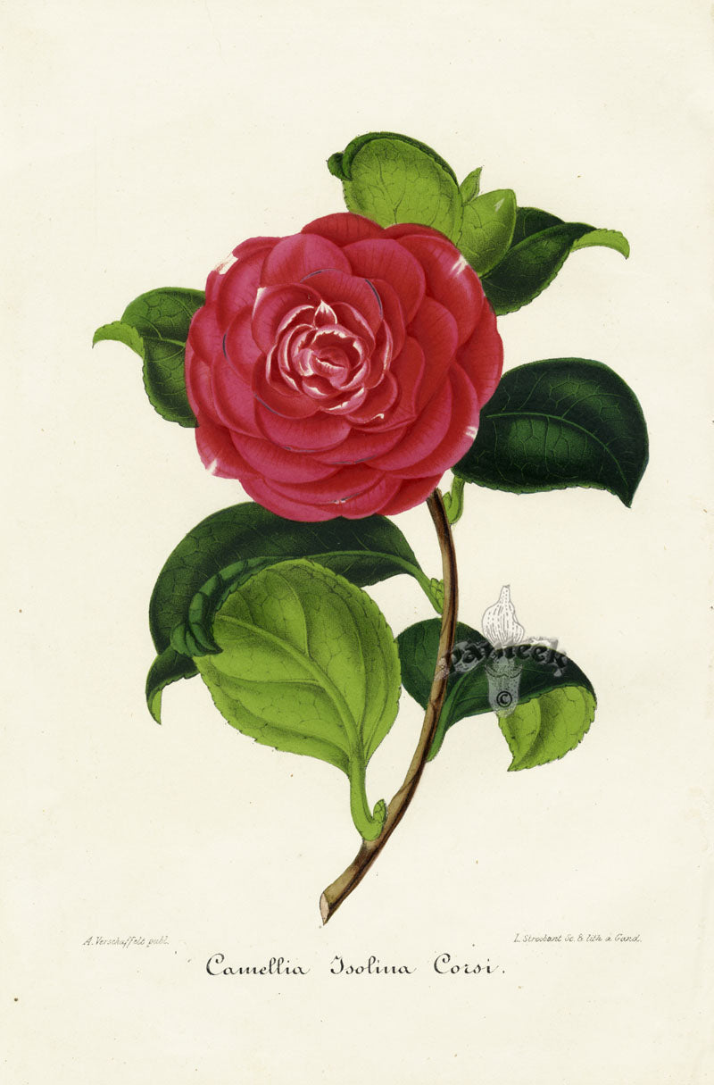 Verschaffelt 1854 Original Camellia Print Camellia Isolina Corsi