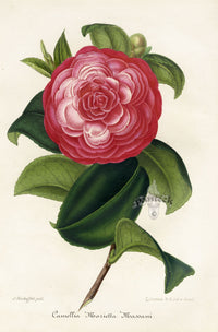 Verschaffelt 1854 Original Camellia Print Camellia Marietta Massani