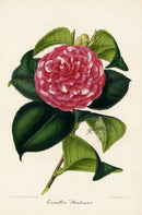 Verschaffelt 1854 Original Camellia Print Camellia Nadina
