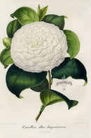 Verschaffelt 1854 Original Camellia Print Camellia Alba-Elegantissima