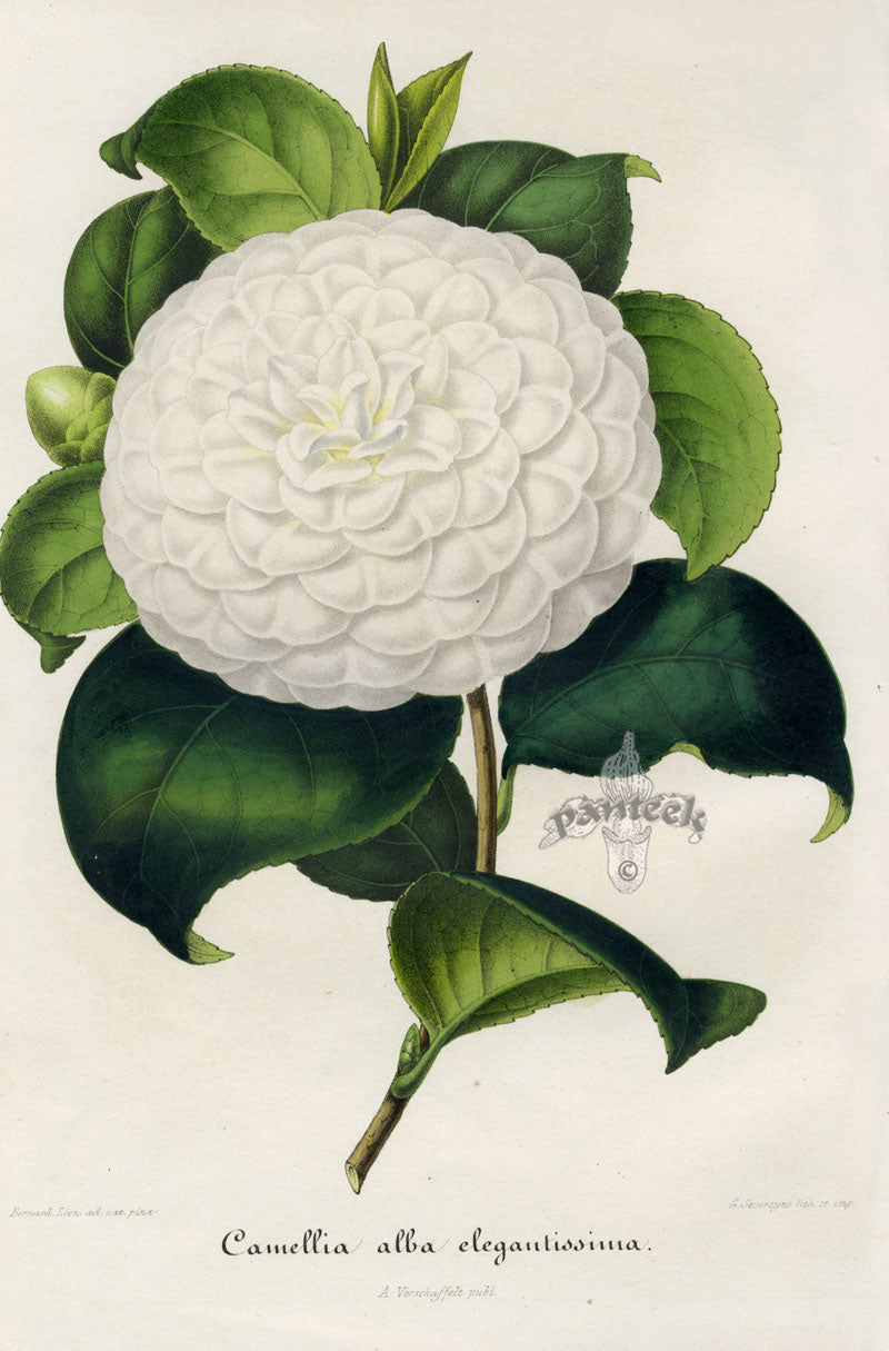 Verschaffelt 1854 Original Camellia Print Camellia Alba-Elegantissima