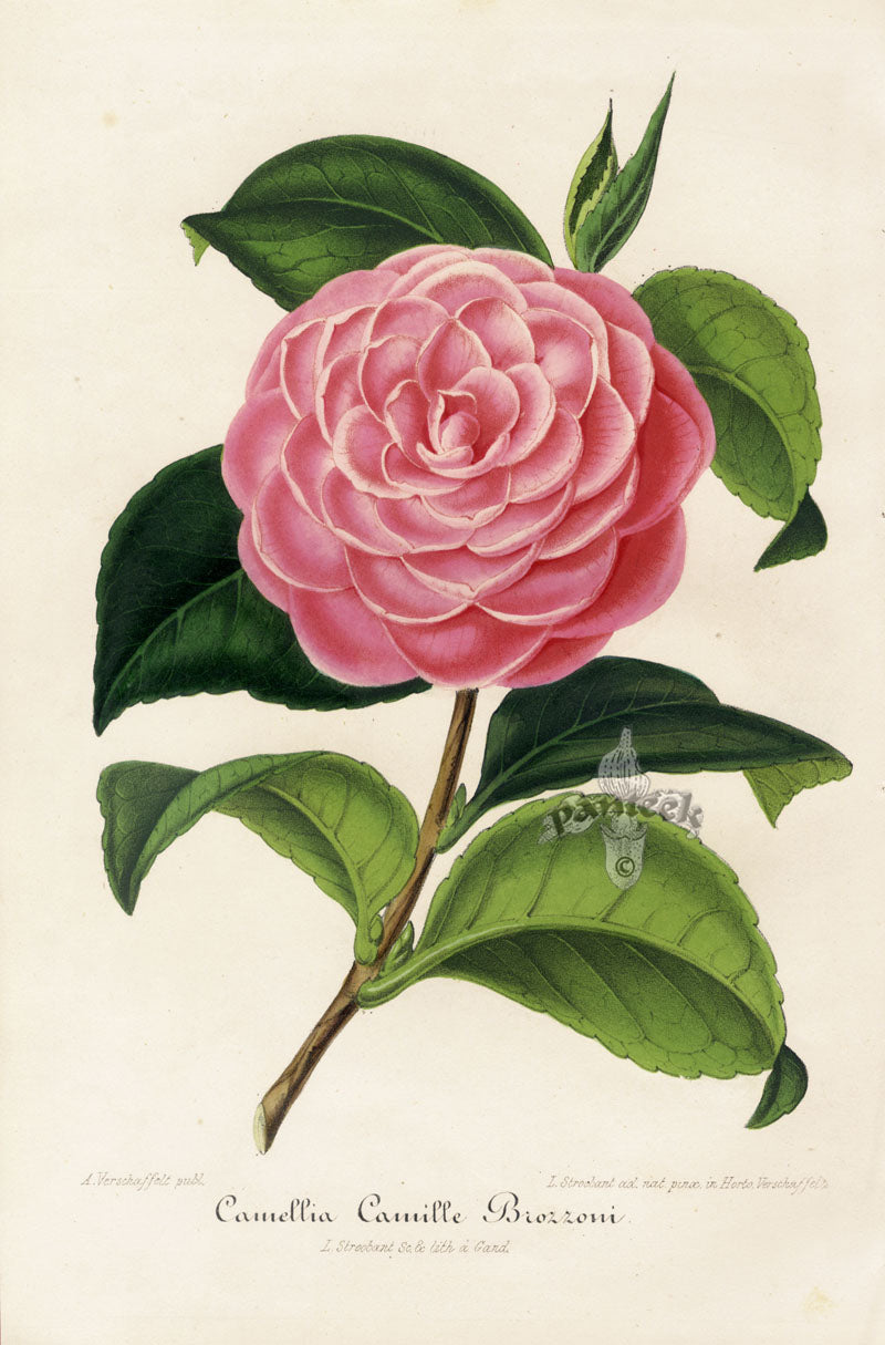 Verschaffelt 1854 Original Camellia Print Camellia Camille Brozzoni
