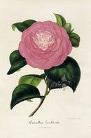Verschaffelt 1854 Original Camellia Print Camellia Lombarda