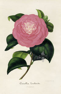 Verschaffelt 1854 Original Camellia Print Camellia Lombarda