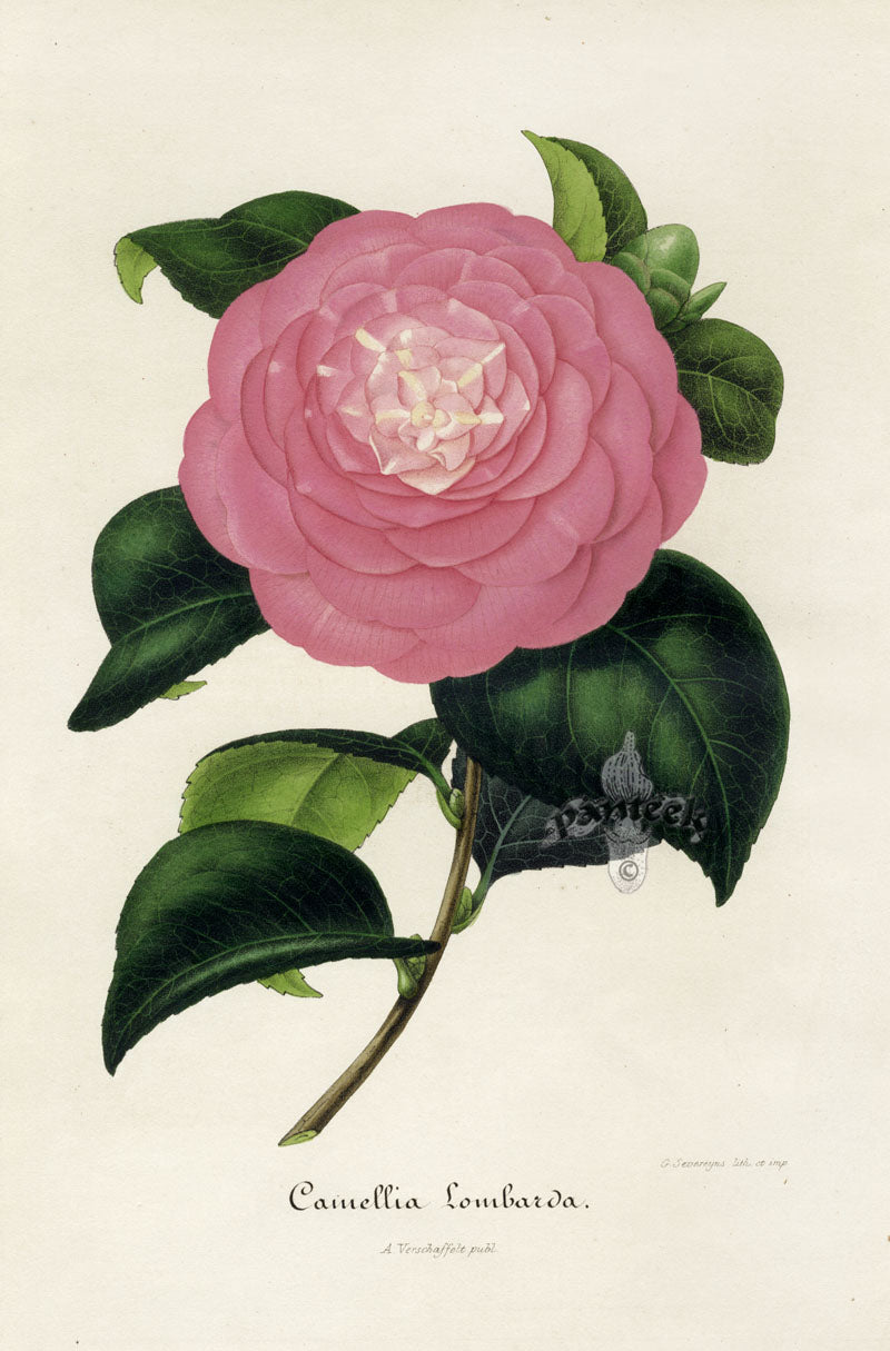 Verschaffelt 1854 Original Camellia Print Camellia Lombarda