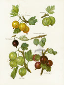 Wright Antique Fruit Print Yellow Champagne Gooseberry - Panteek Antique Prints
