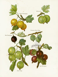 Wright Antique Fruit Print Yellow Champagne Gooseberry - Panteek Antique Prints