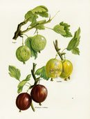 Wright Antique Fruit Print Whinham's Industry Gooseberry - Panteek Antique Prints