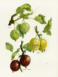 Wright Antique Fruit Print Whinham's Industry Gooseberry - Panteek Antique Prints