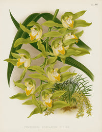 Warner Orchid Album Prints 1882 Cymbidium lowianum