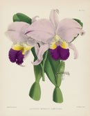 Warner Orchid Album Prints 1882 Cattleya mendelii
