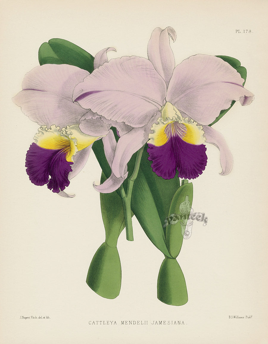 Warner Orchid Album Prints 1882 Cattleya mendelii