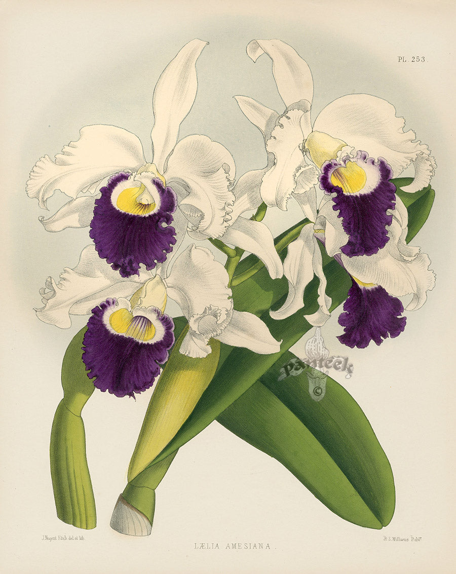 Warner Orchid Album Prints 1882 Laelia amesiana