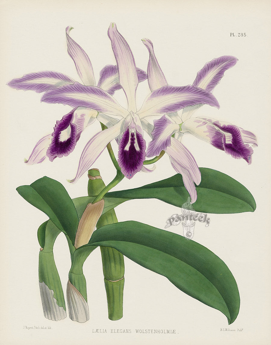 Warner Orchid Album Prints 1882 Laelia elegans