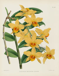 Warner Orchid Album Prints 1882 Dendrobium mos.