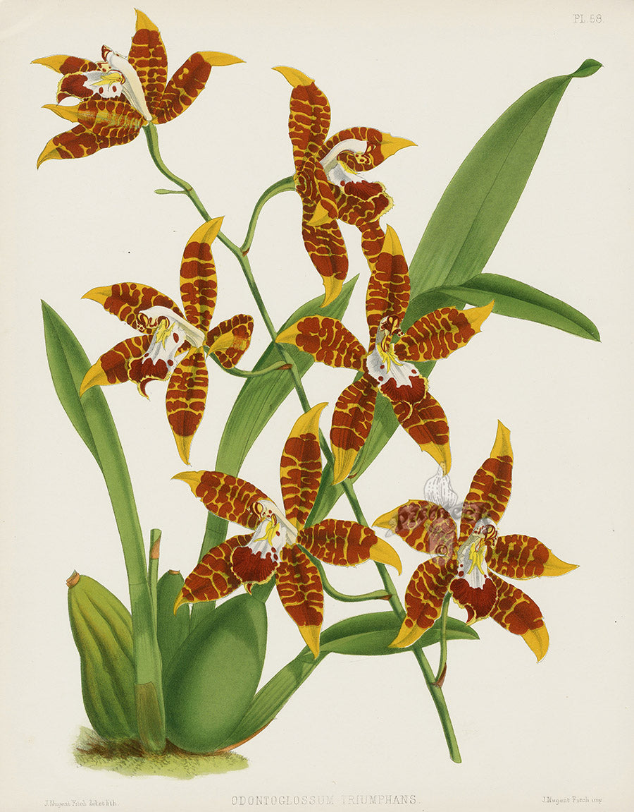 Warner Orchid Album Prints 1882 Odontoglossum Tri.