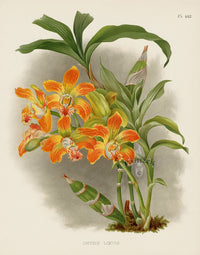 Warner Orchid Album Prints 1882 Chysis loevis
