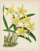 Warner Orchid Album Prints 1882 Laelia albida