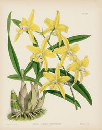 Warner Orchid Album Prints 1882 Laelia albida