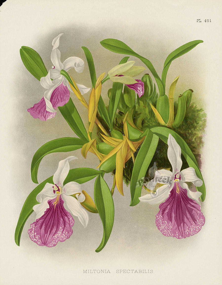 Warner Orchid Album Prints 1882 Miltonia spectabilis