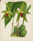 Warner Orchid Album Prints 1882 Lycaste gigantea