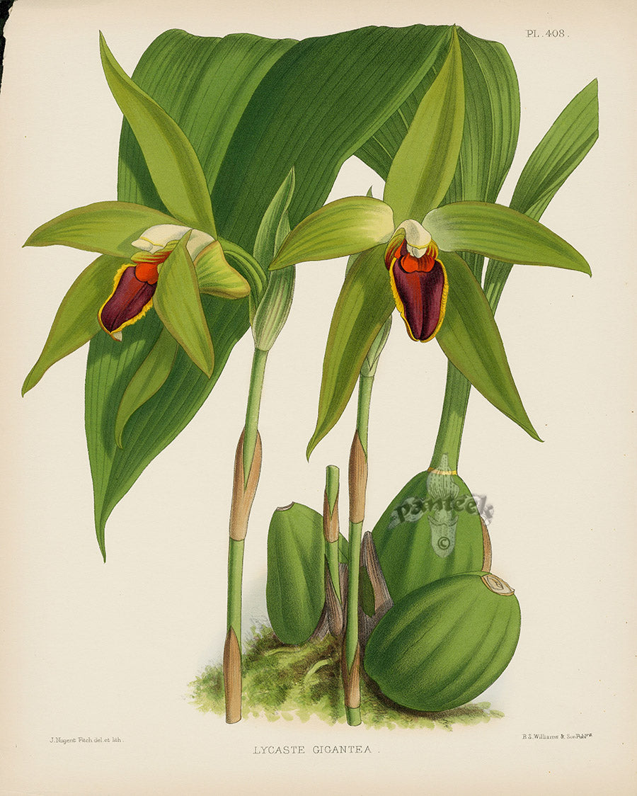 Warner Orchid Album Prints 1882 Lycaste gigantea