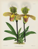 Warner Orchid Album Prints 1882 Cypripedium insigne - Panteek Antique Prints